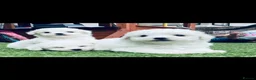 Bichon Frise dogs for sale: Bichon Frise pups kc registers parents  - Advert 5