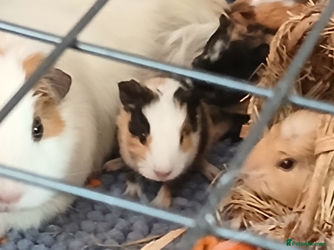 Guinea Pig rodents for sale: Guinea Pig Babies for Sale £40 a pair - Image 6