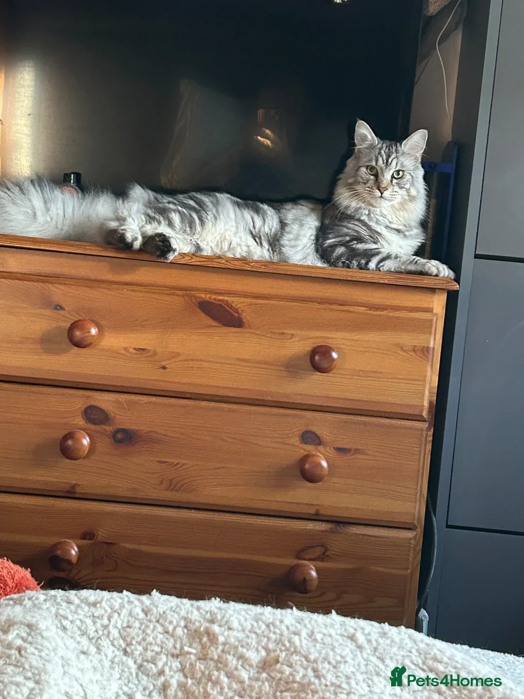 Mixed Breed cats for sale: Maine Coon Cross - Advert 1