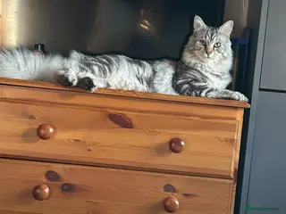 Mixed Breed cats Maine Coon Cross - Advert 5