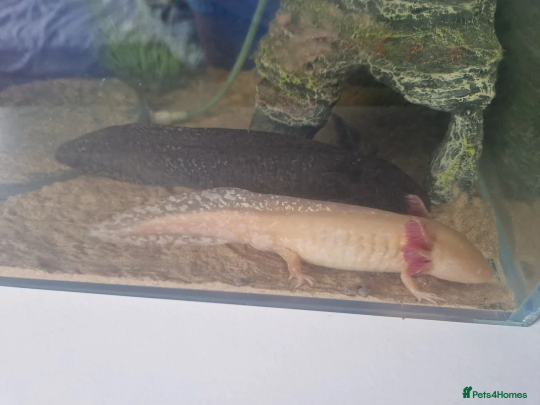 Axolotl reptiles for sale: 2x Axolotls and set up! - Advert 13
