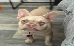 French Bulldog dogs for sale: Cracking frenchie pup  - Image 3