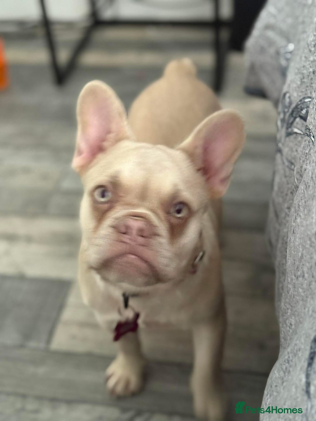 French Bulldog dogs for sale: Cracking frenchie pup  - Image 3