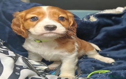 Cavalier King Charles Spaniel dogs for sale: 🩷KC Registered Cavalier King Charles Spaniels 🩷 - Image 7