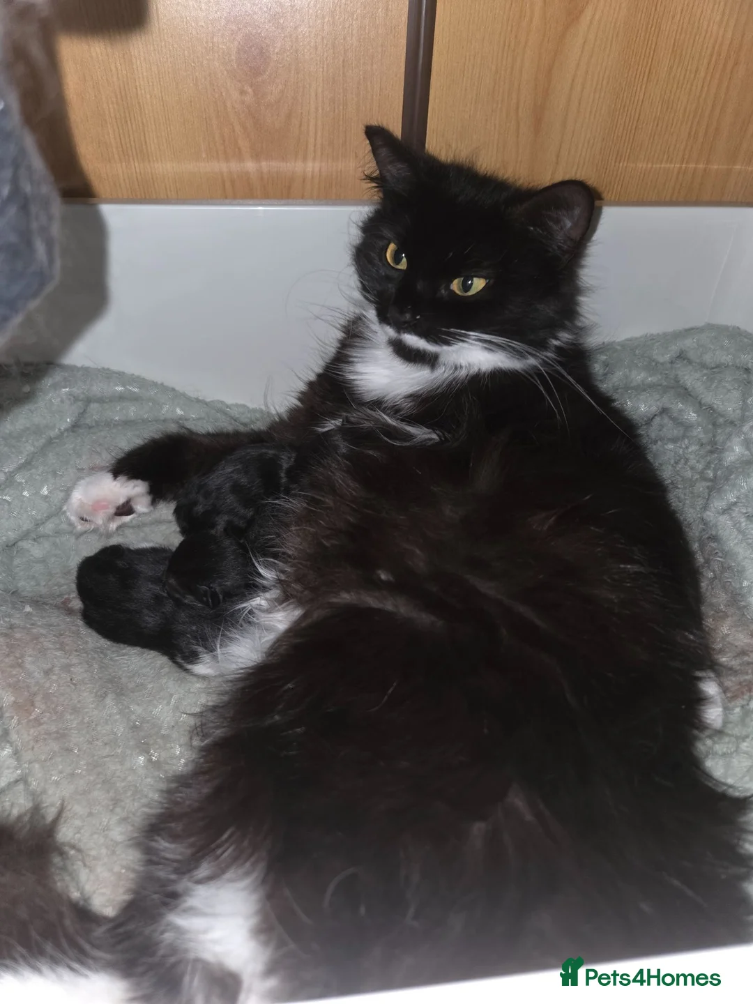 Domestic Shorthair cats for sale: Female domestic shorthair kitten - Advert 2