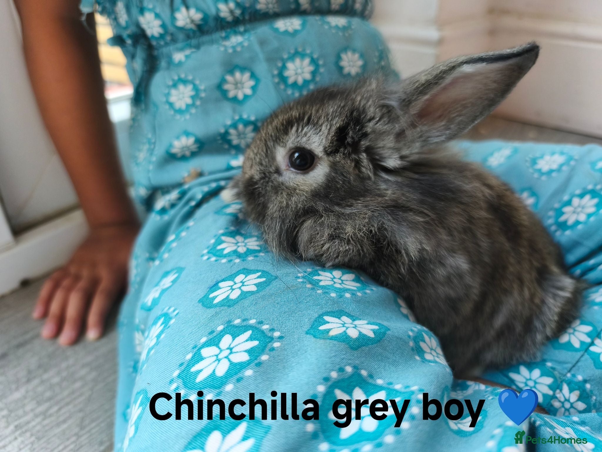 Mini Lop rabbits 2 Bunnies Ready to leave 6th August - Advert 1
