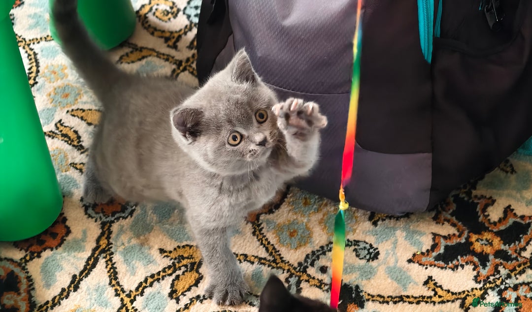 Scottish Fold cats for sale: 4 lovely kittens looking for new family  - Image 18