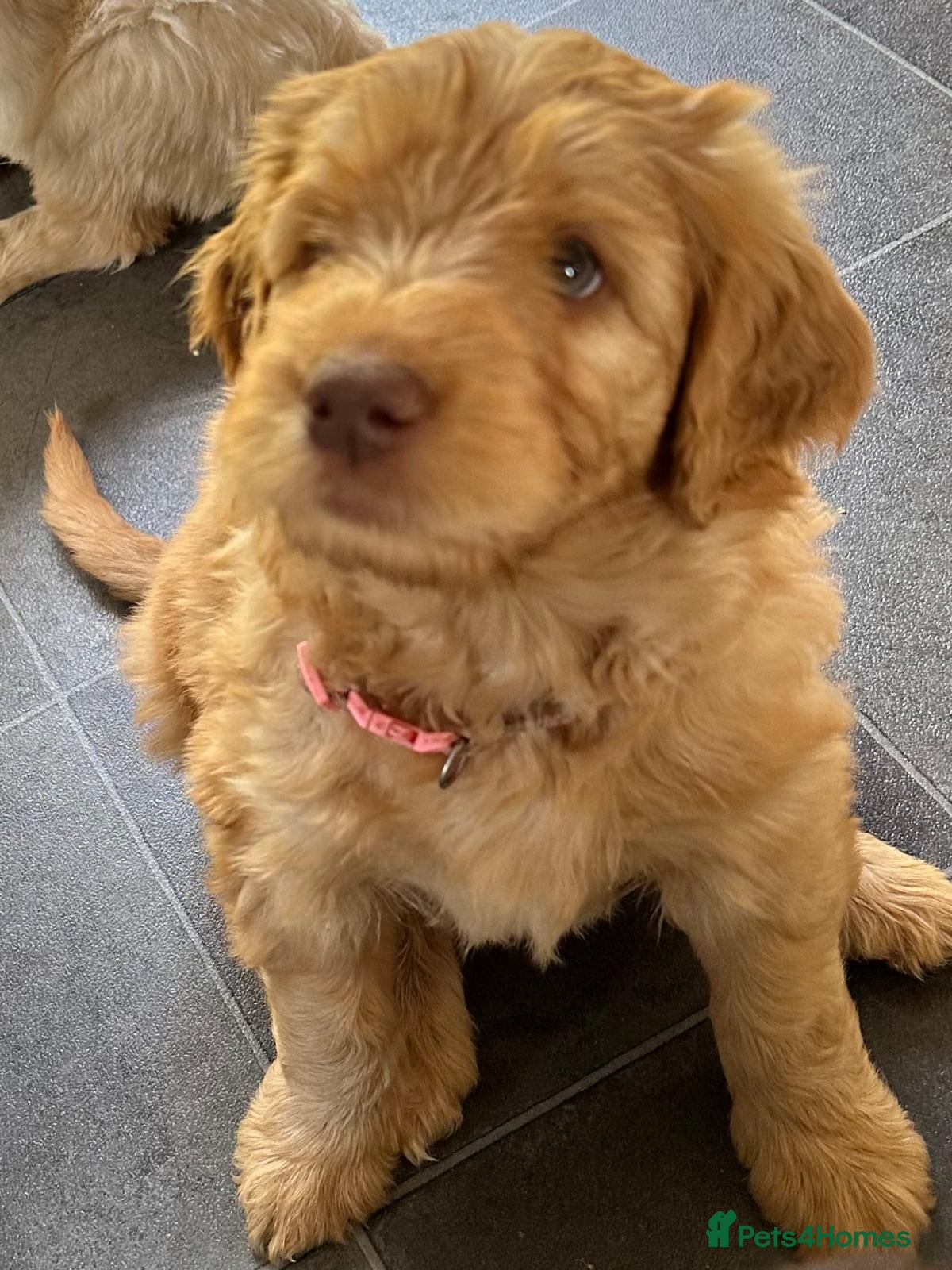 Double Doodle dogs 1 Gorgeous Girl available: Standard Labradoodle F3 - Advert 2