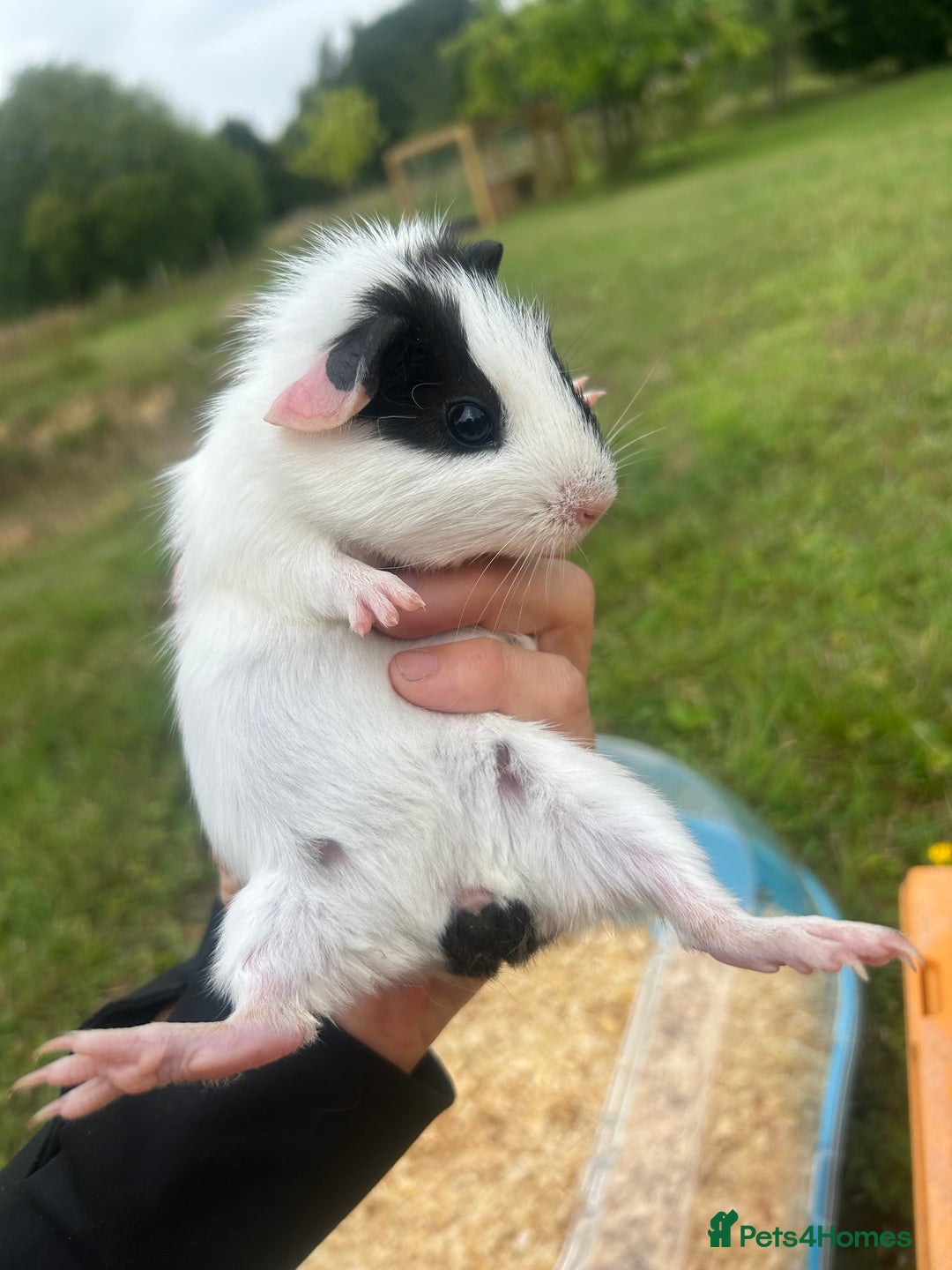 Guinea Pig rodents for sale: Two baby guinea pigs for sale  - Image 2