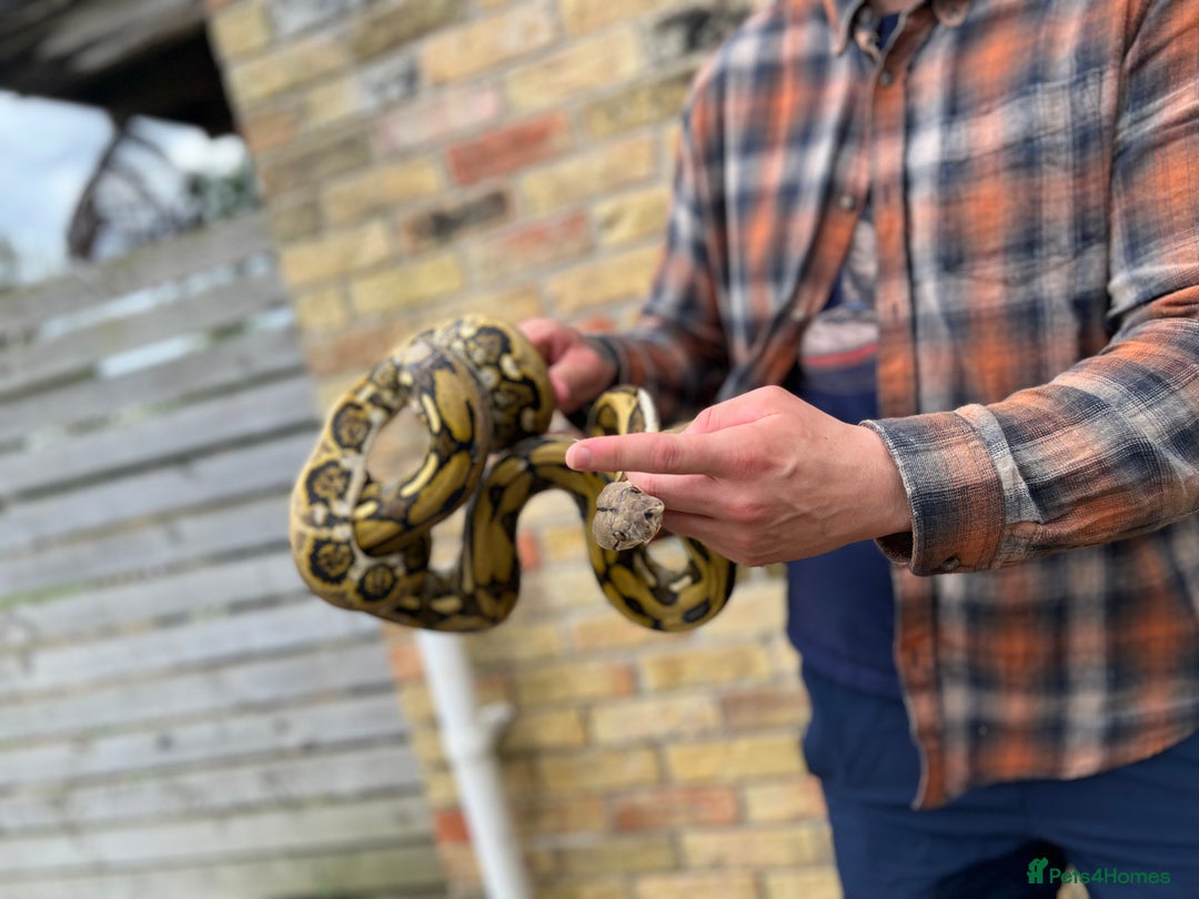 Python Snake reptiles for sale: Retic python  - Advert 7