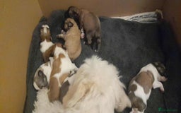 Mixed Breed dogs for sale: Jack Tzu  - Image 12