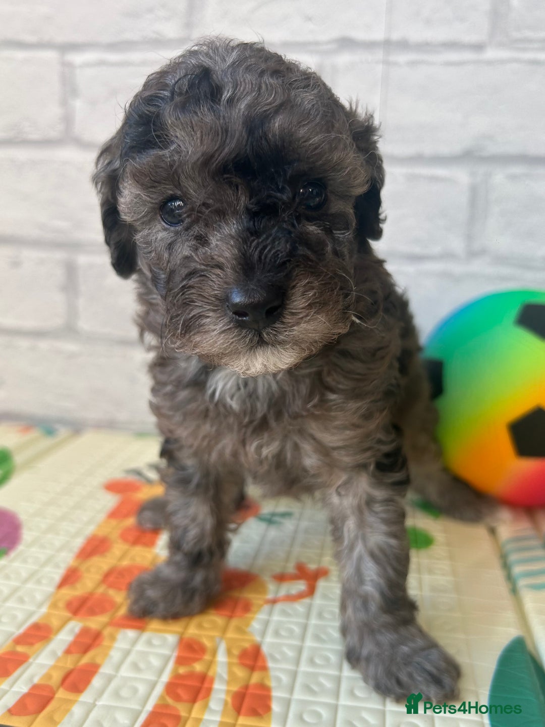 Toy Poodle dogs for sale: Adorable Toy Poodle Puppies READY TO GO! - Advert 38
