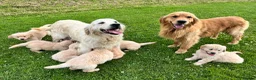 Golden Retriever dogs for sale: Beautiful KC Golden Retriever Puppies - Advert 12