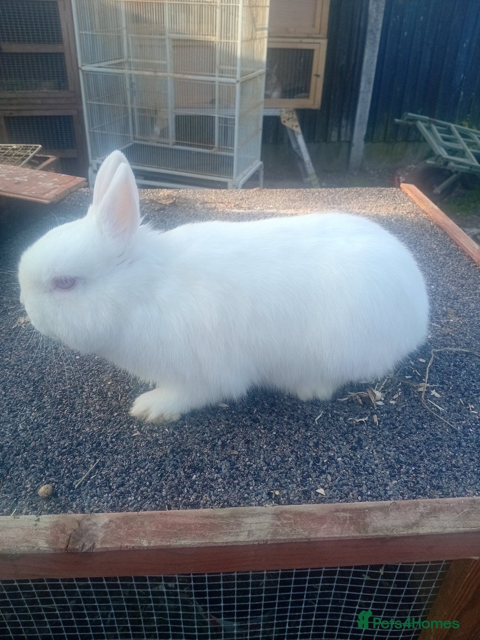 Netherland Dwarf rabbits Netherland dwarf  - Advert 2