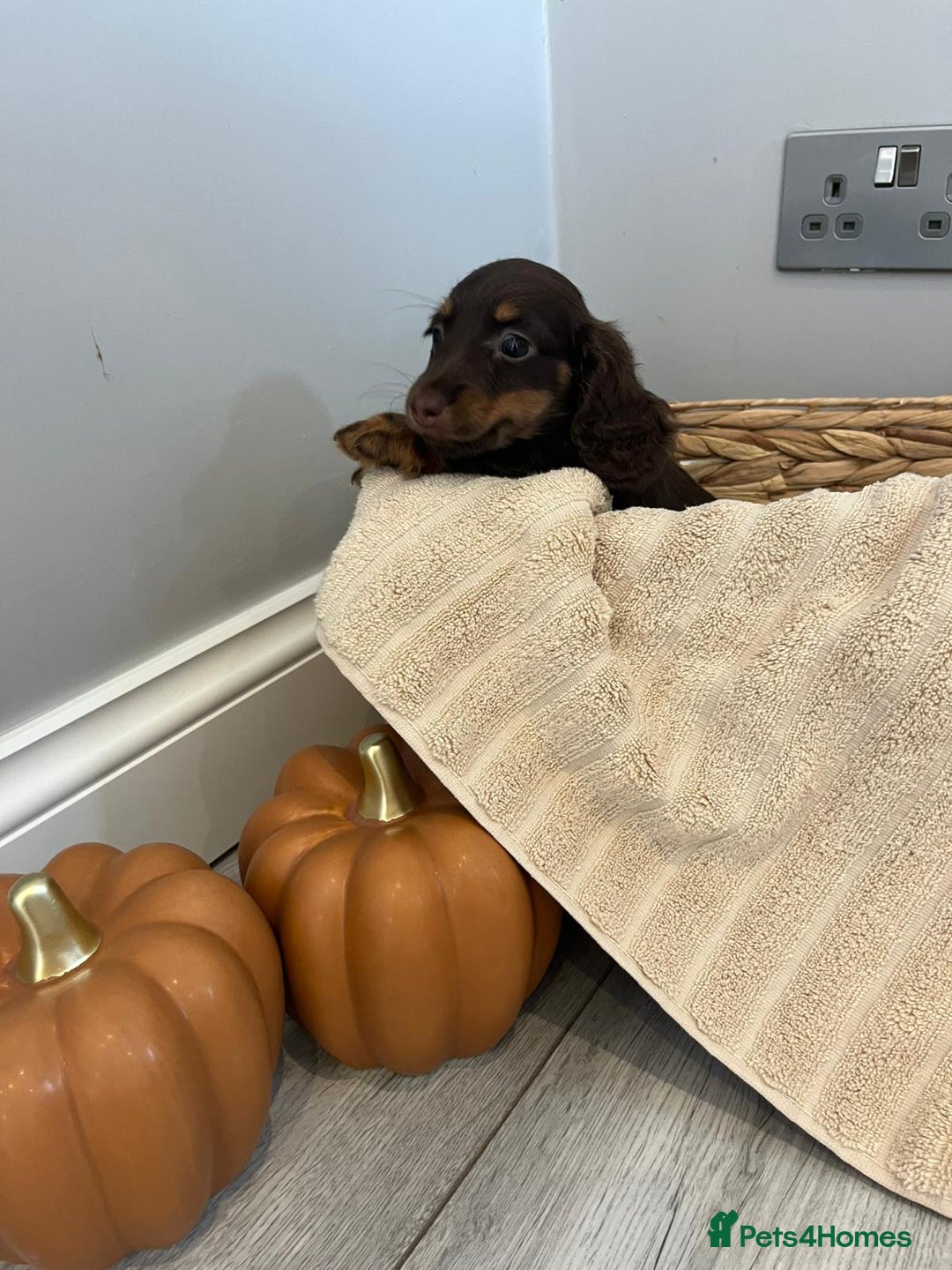 Miniature Dachshund dogs for sale: Beautiful miniature dachshund puppies  - Image 32