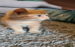 Mixed Breed cats for sale: Beautiful kittens for sale - Image 18