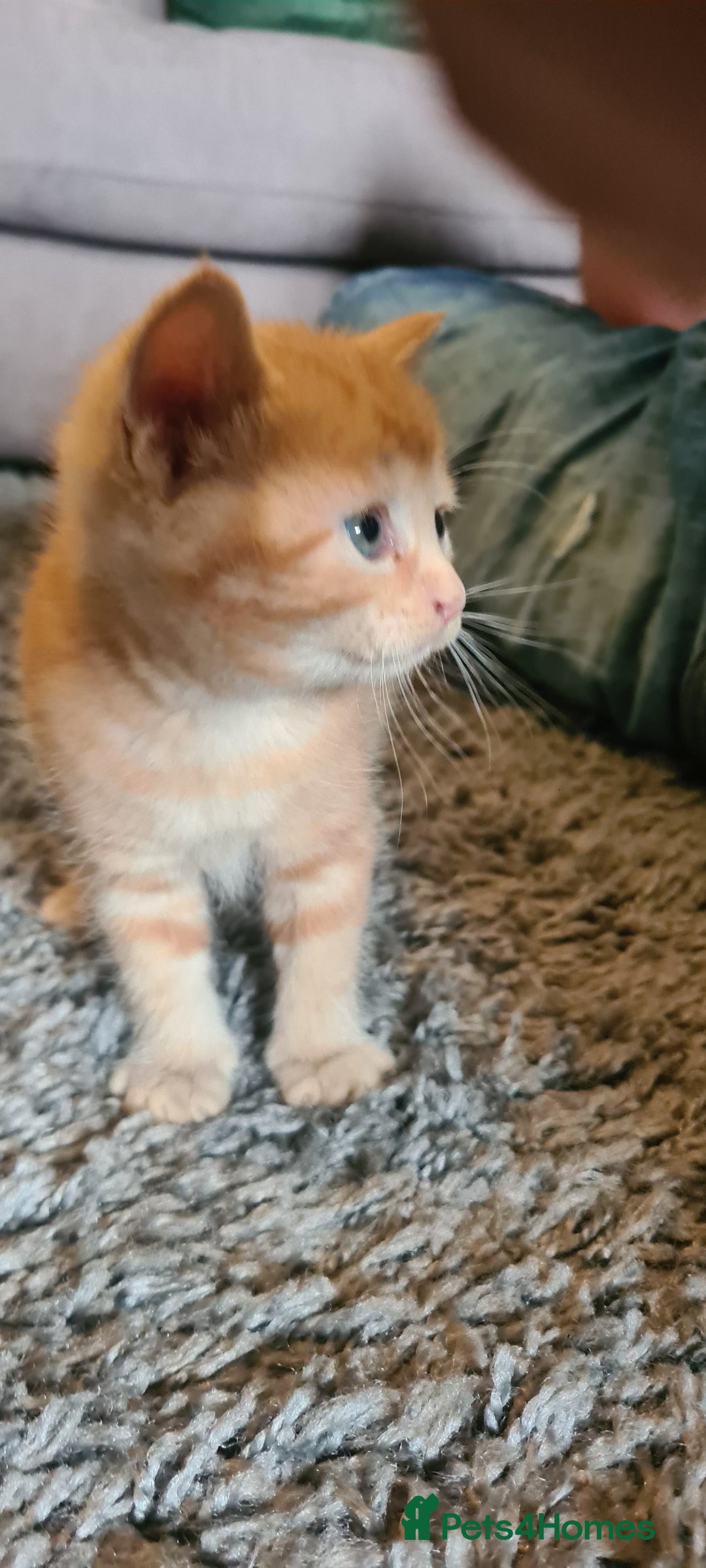Mixed Breed cats for sale: Beautiful kittens for sale - Image 18