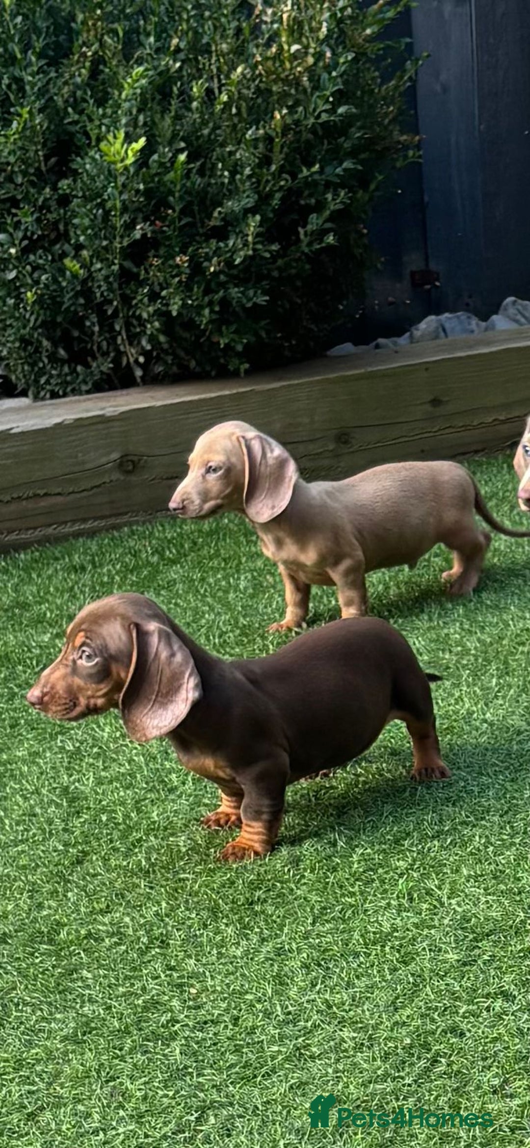 Miniature Dachshund dogs for sale: Mini Daxis Available - Image 5