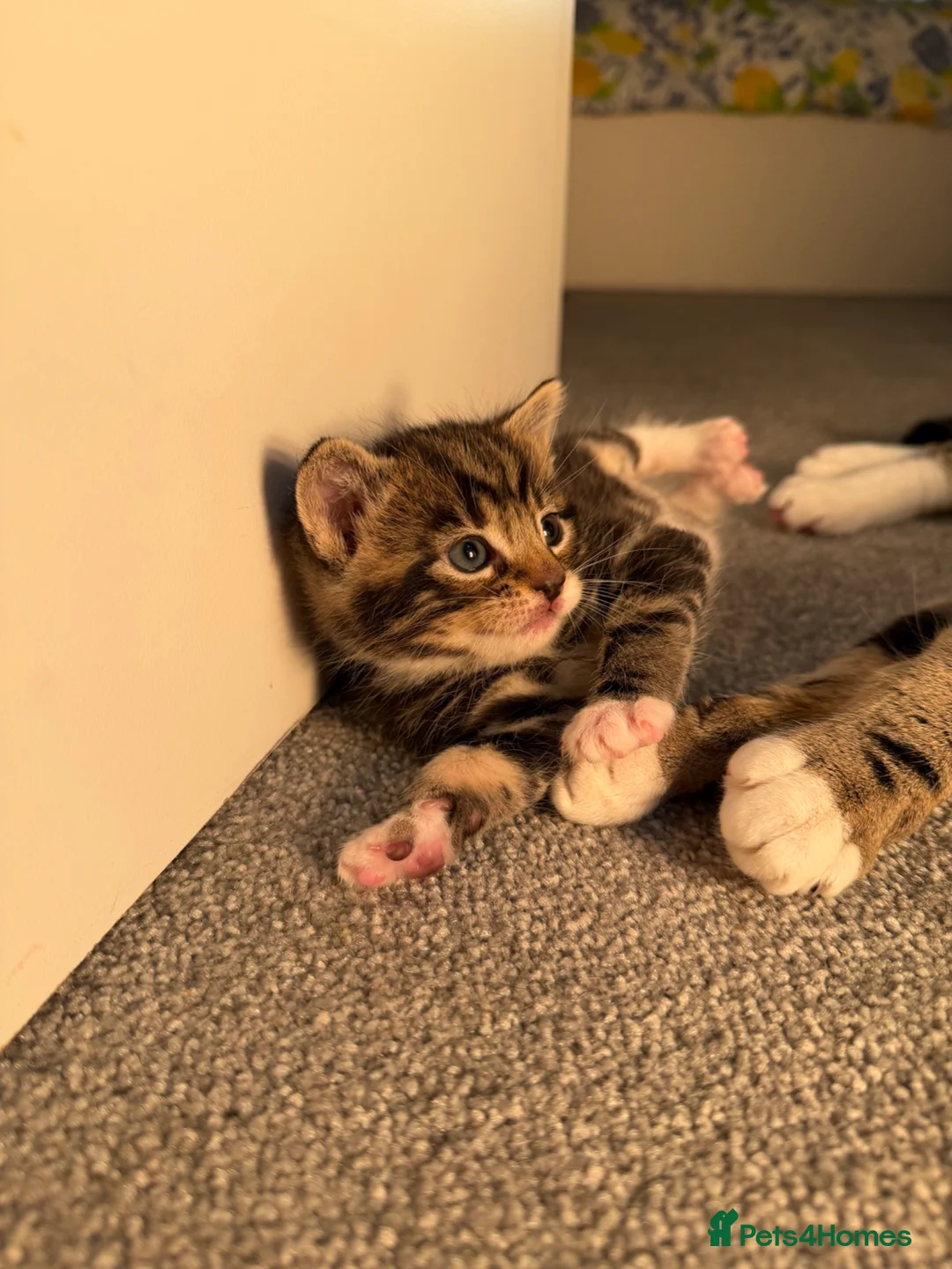 Mixed Breed cats for sale: 4 Tabby Cats for sale in London - Advert 8