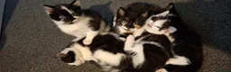 Mixed Breed cats for sale: Lovely kittens looking for new loving parents. - Advert 14