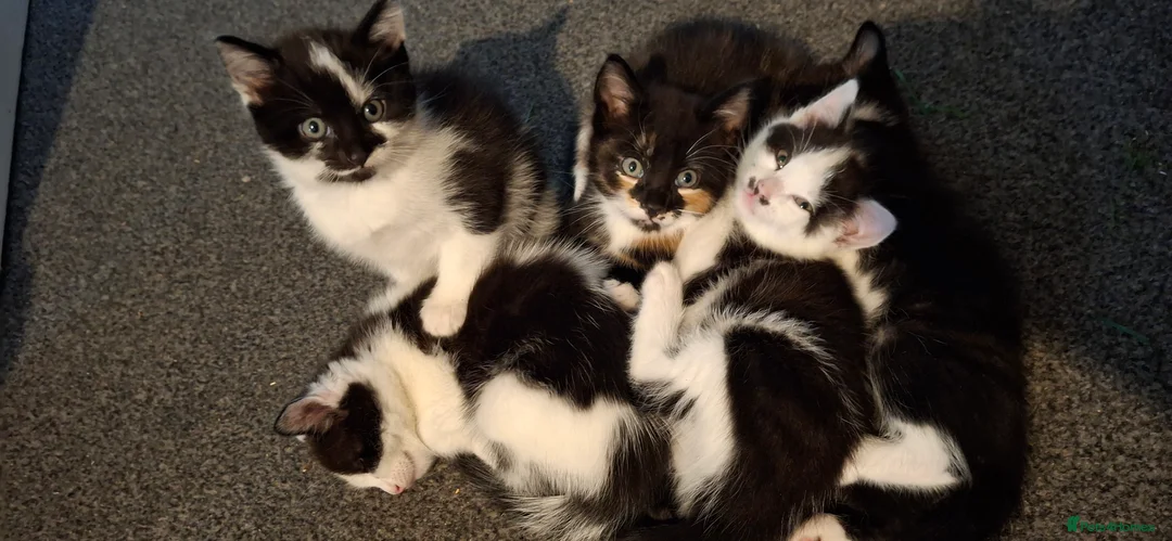 Mixed Breed cats for sale: Lovely kittens looking for new loving parents. - Advert 14