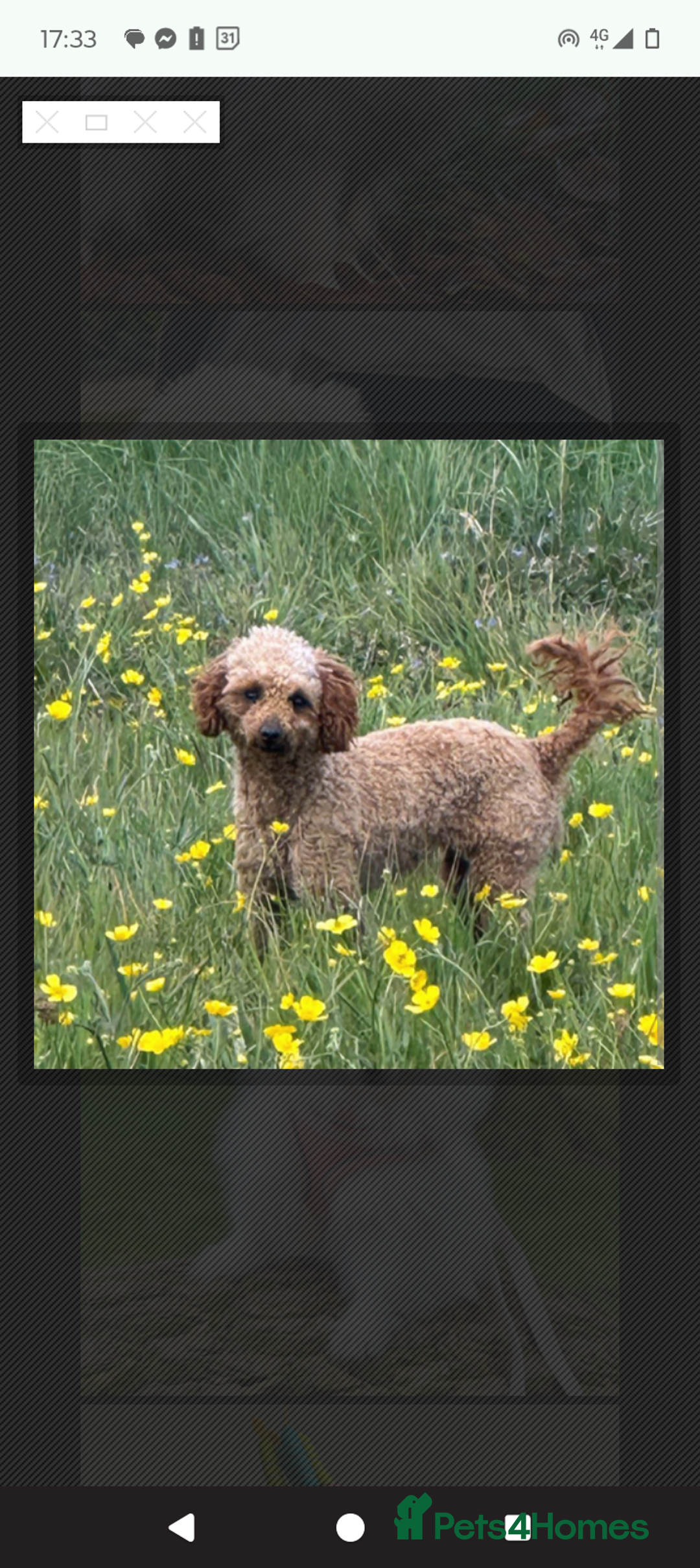 Maltipoo dogs for sale: F1 health tested toy (Asian) maltipoos🩷🩷 - Image 18