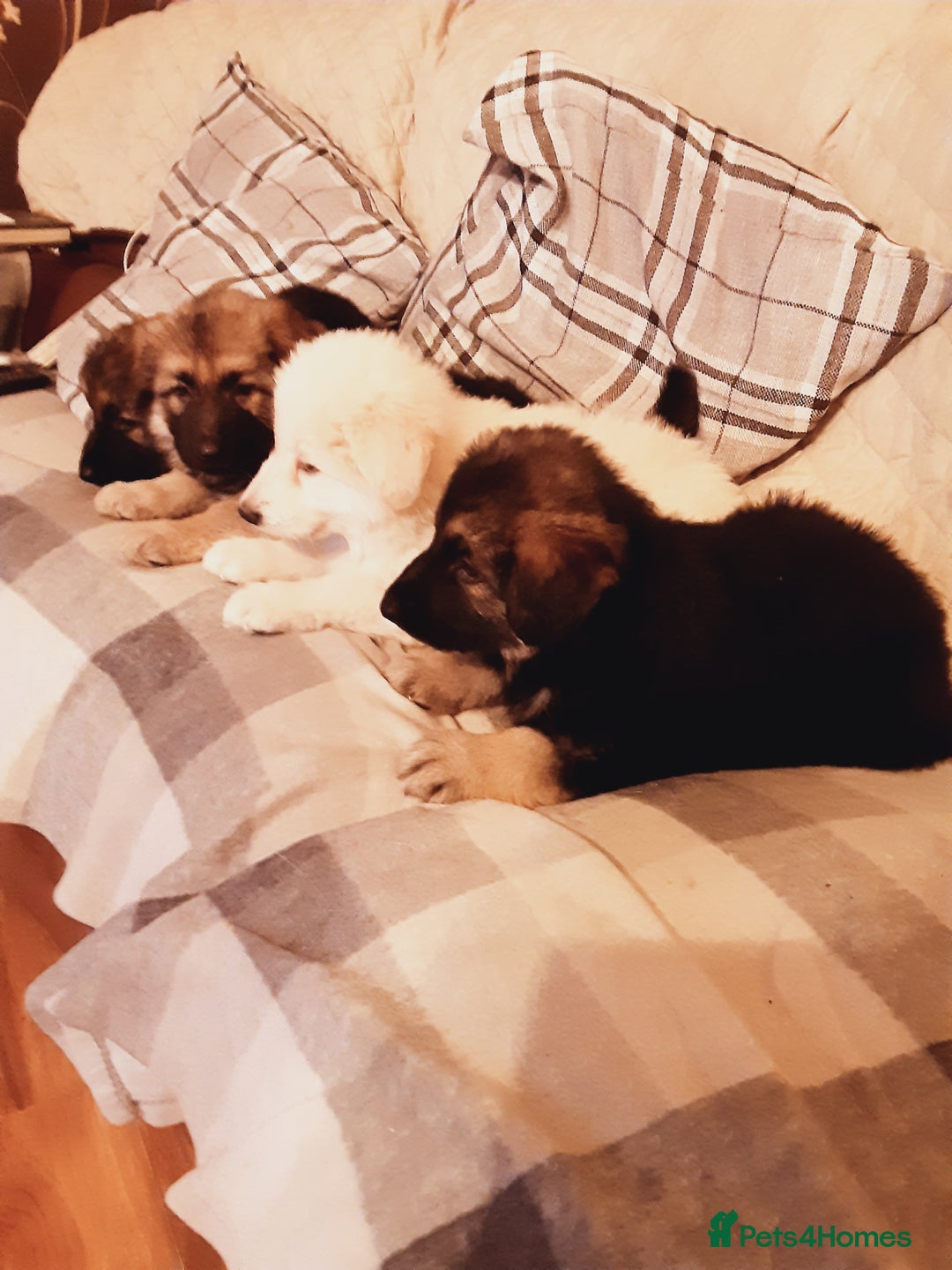 German Shepherd dogs for sale: Long haired German Shepherd pups - Advert 10