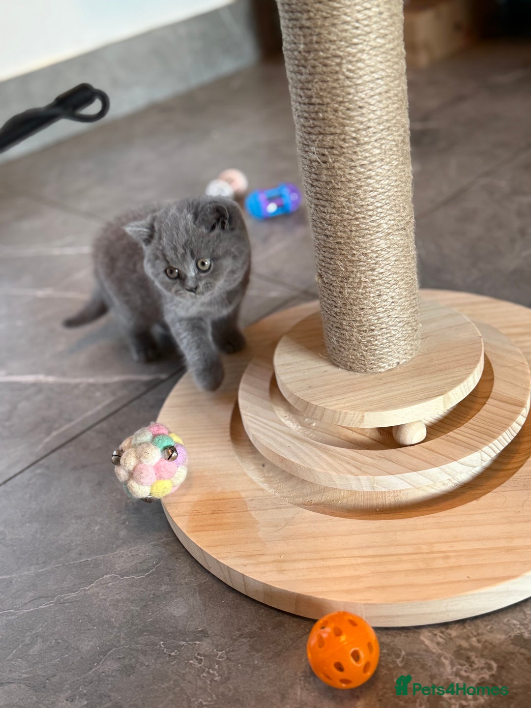 British Shorthair cats for sale: Champion mum & dad litter 1 🩵 & 1 🩷 - Image 8