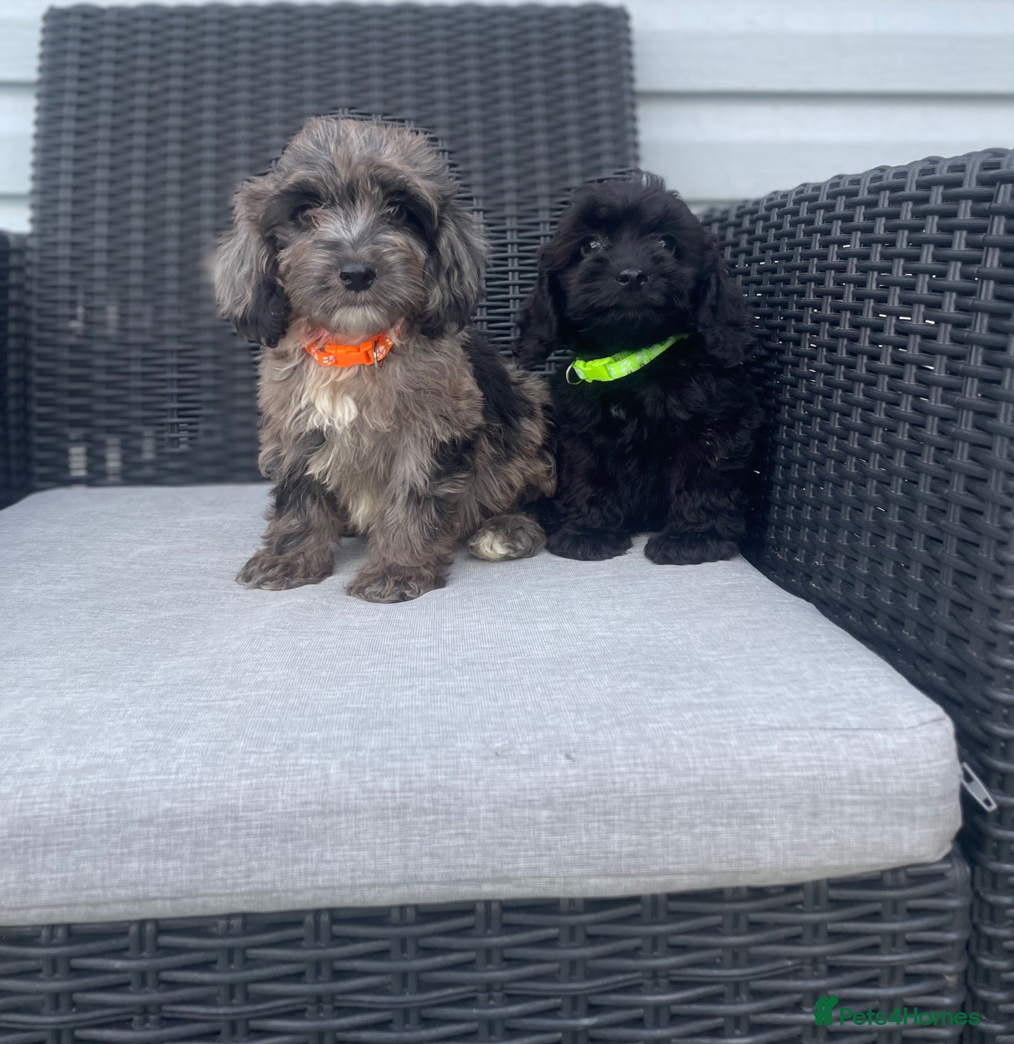 Cockapoo dogs 💙Beautiful F1 pra clear cockapoos ready now  💙💖 - Advert 3