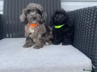 Cockapoo dogs 💙Beautiful F1 pra clear cockapoos ready now 💙💖 - Advert 3