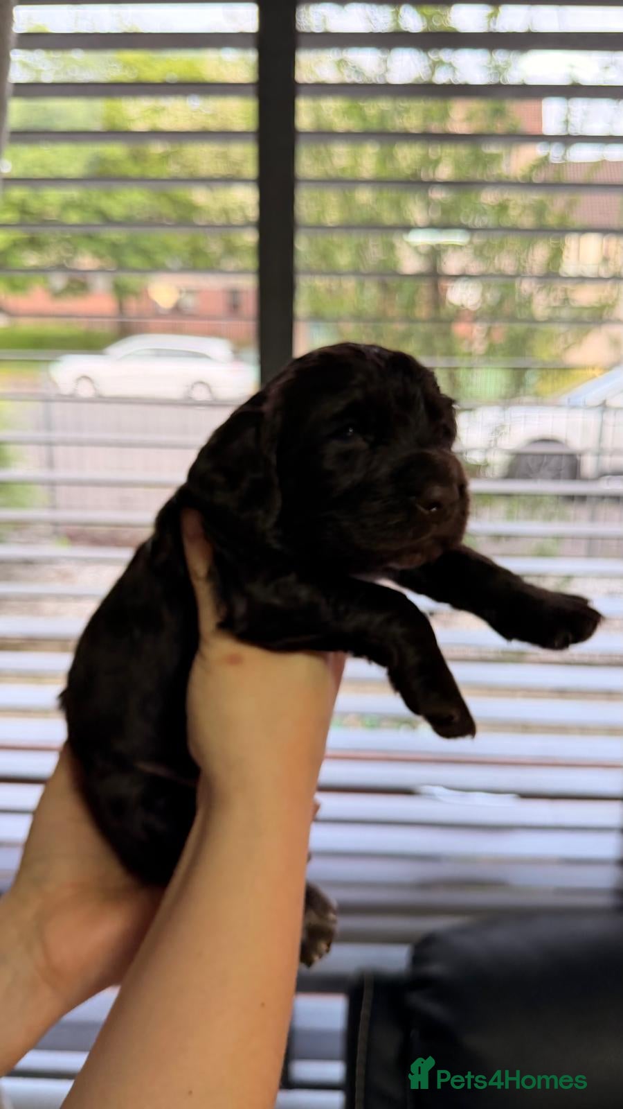 Cocker Spaniel dogs for sale: KC Reg Working Cocker Spaniel Pups ** 1 Boy Left** - Advert 29