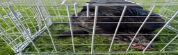 Chickens poultry for sale: Pair of brahmas - Advert 14