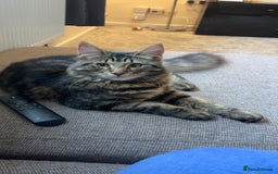 British Longhair cats for sale: 2 Year Old Domestic Long Hair - Image 8