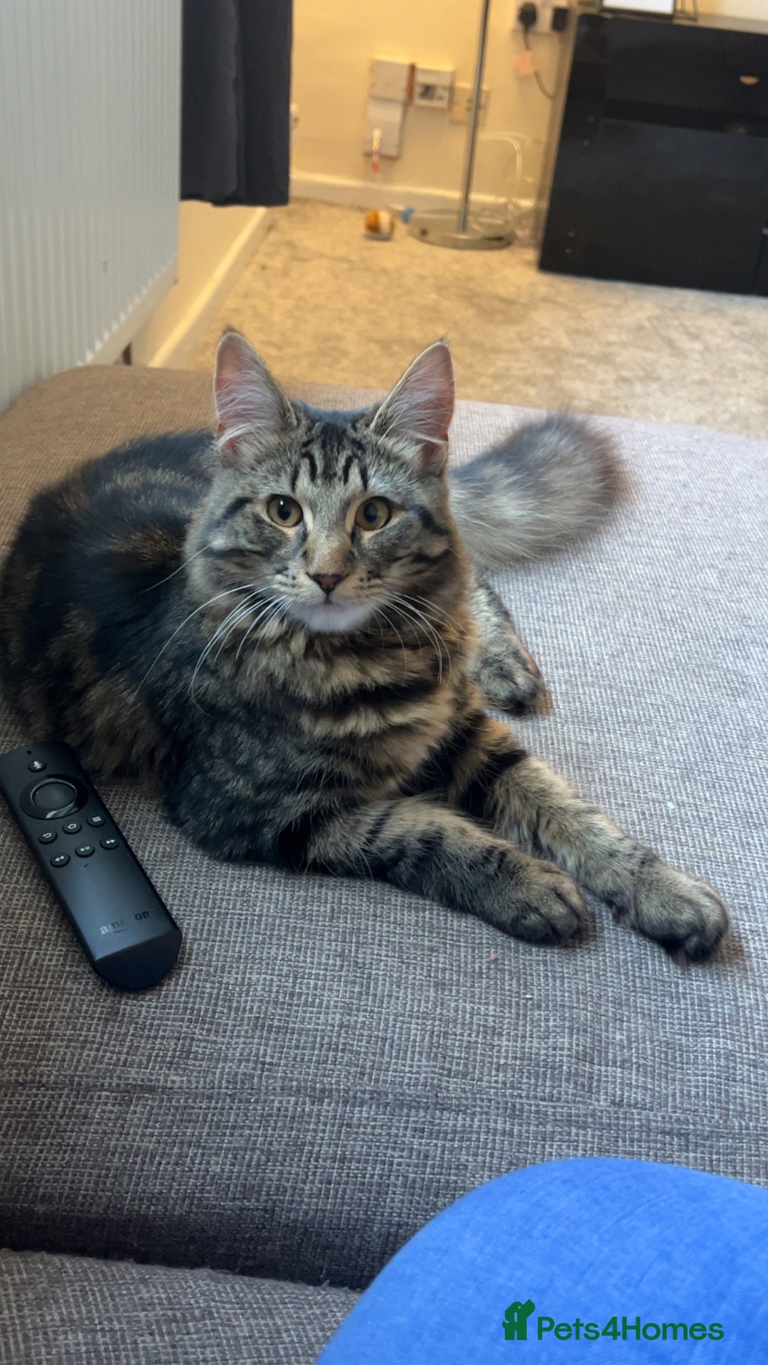 British Longhair cats for sale: 2 Year Old Domestic Long Hair - Image 8