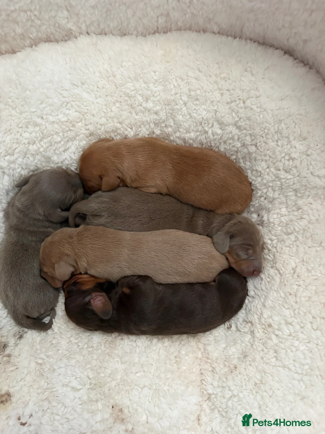 Dachshund dogs for sale: Miniature dachshund  - Advert 2
