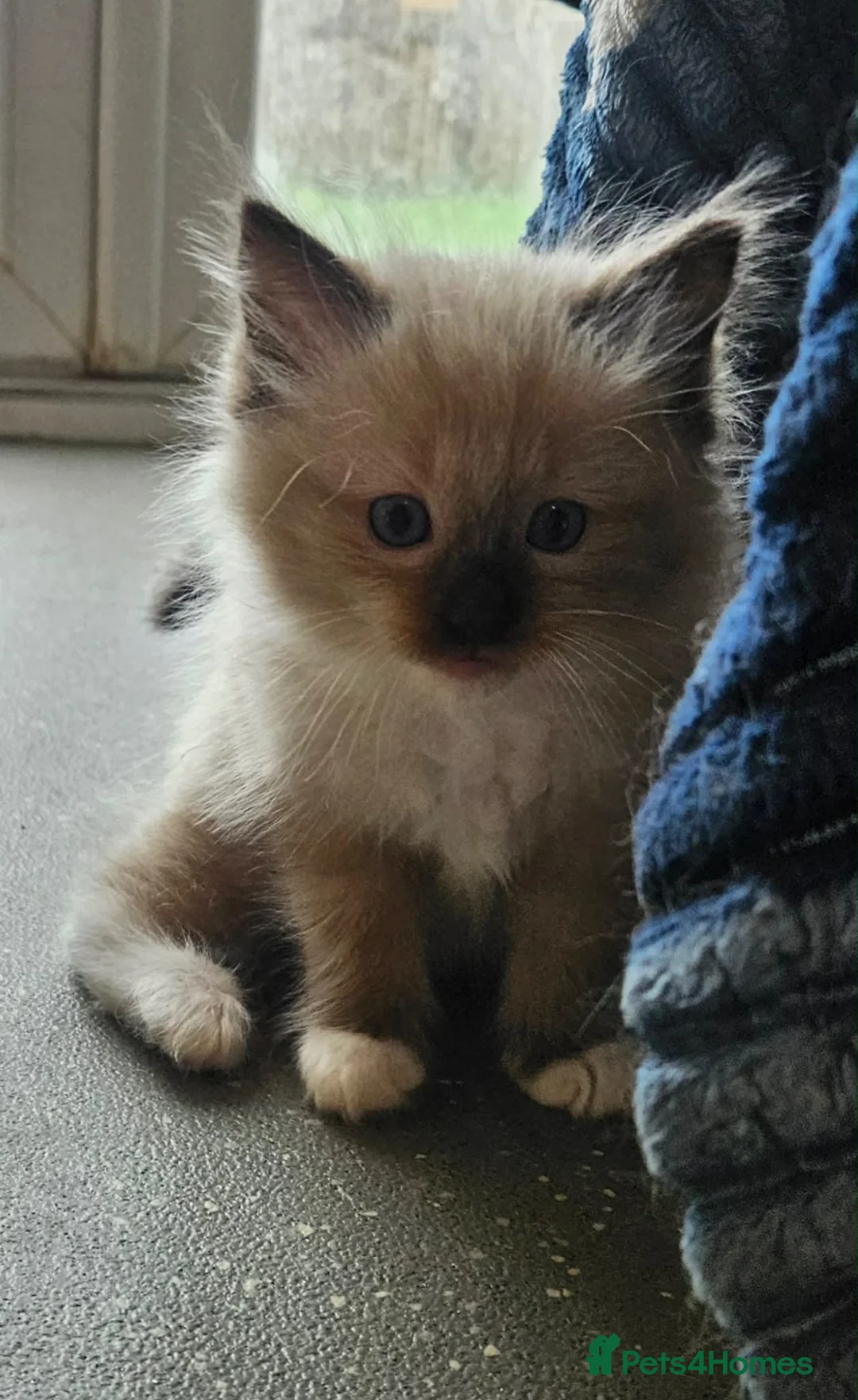 Ragdoll cats for sale: 2 gorgeous boys  - Advert 6