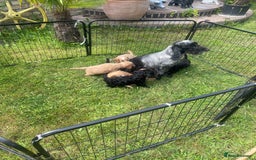 Cockapoo dogs for sale: Beautiful show cockapoo puppies - Image 8