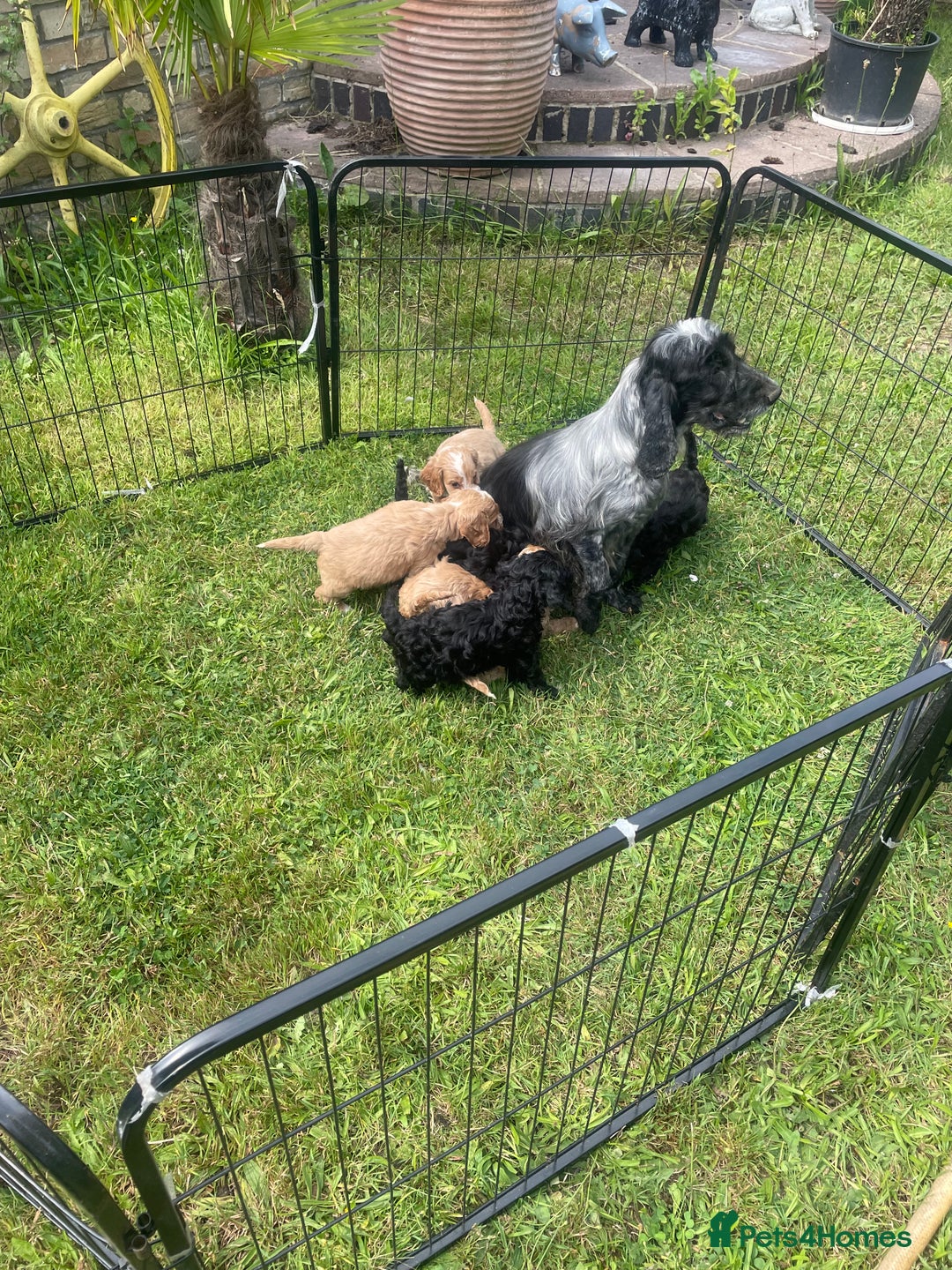 Cockapoo dogs for sale: Beautiful show cockapoo puppies - Image 8