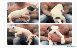 American Bulldog dogs for sale: Ready in 2 weeksbeautiful American bulldog puppies - Image 4
