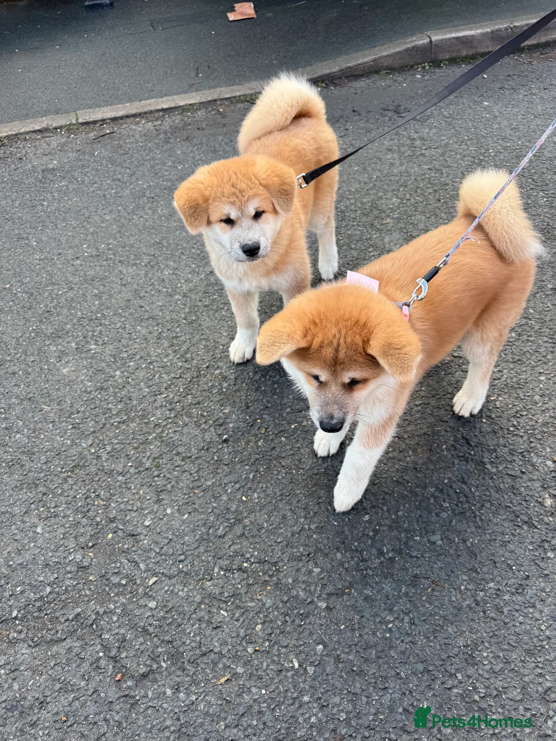 Akita dogs for sale: Akita puppy - Advert 2