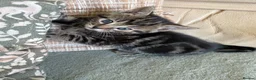 Mixed Breed cats for sale: 4 lovely playful kitten - Advert 10