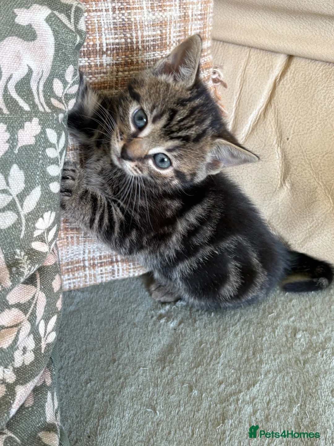 Mixed Breed cats for sale: 4 lovely playful kitten - Advert 10