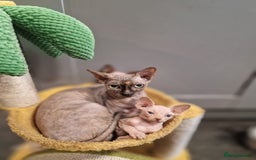 Sphynx cats for sale: Gorgeous Canadian Sphynx kittens, stunning - Image 9