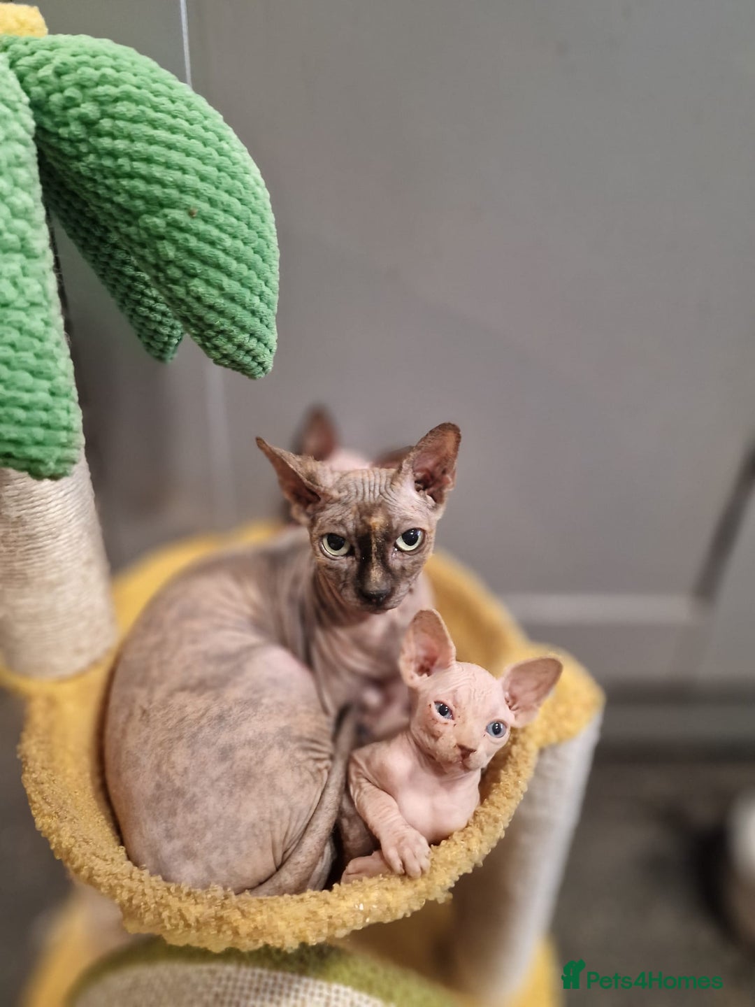 Sphynx cats for sale: Gorgeous Canadian Sphynx kittens, stunning - Image 9