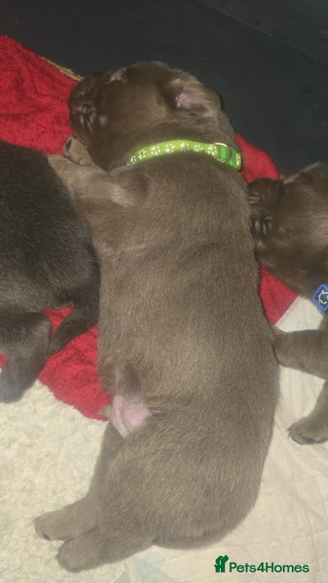 Labrador Retriever dogs 🐾 SILVER & CHARCOAL LABR RETRIEVER   - Advert 1
