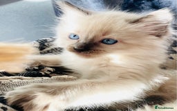 Ragdoll cats for sale: Ragdoll kittens - Image 10
