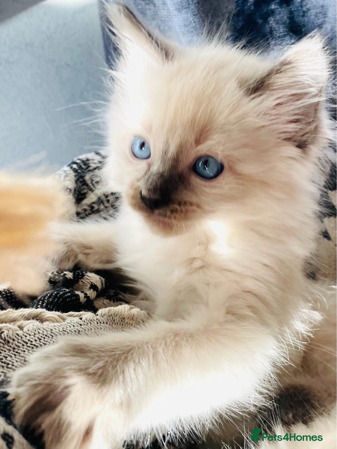 Ragdoll cats for sale: Ragdoll kittens - Image 10
