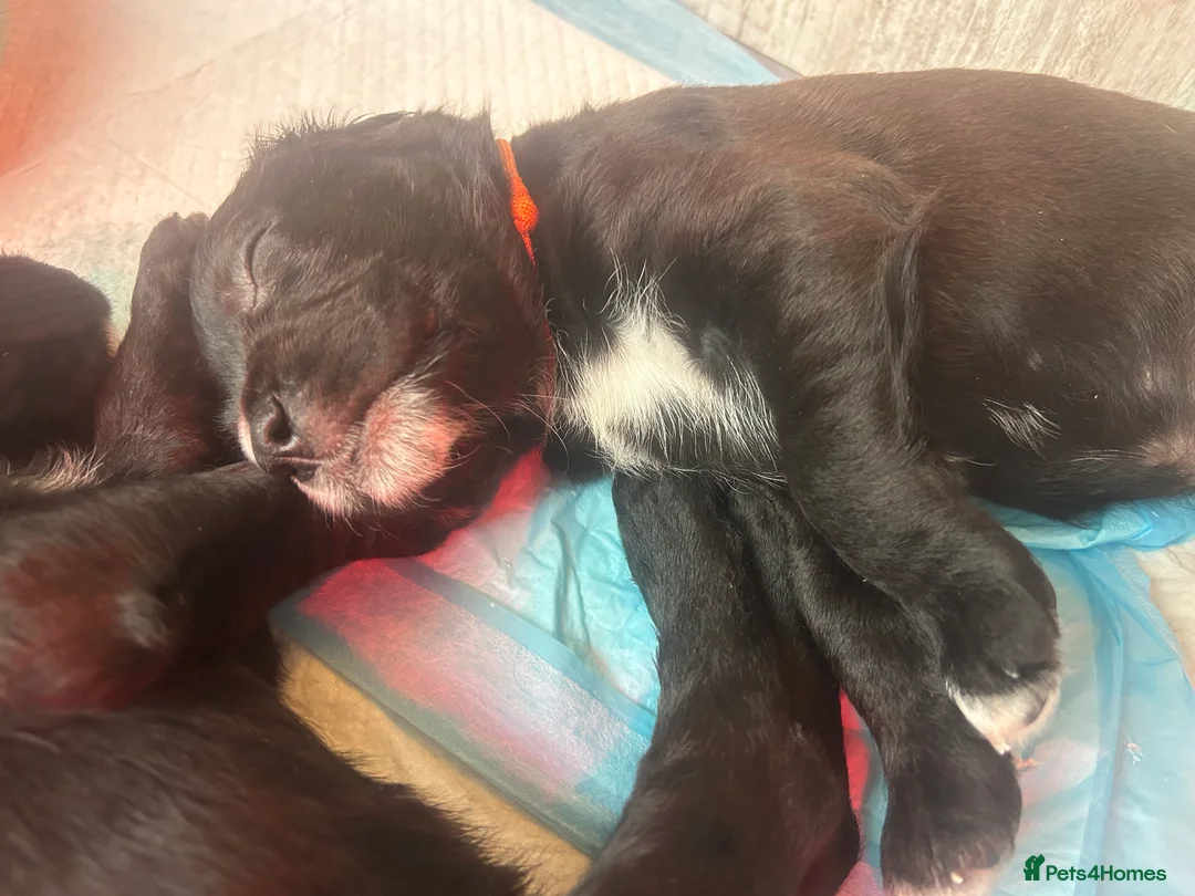 Mixed Breed dogs for sale:  Boxer-Doodle - Advert 23