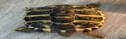Hermann Tortoise reptiles for sale: Lovely tortoise and vivarium available  in Lichfield - Advert 3