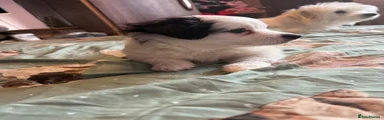 Mixed Breed 3